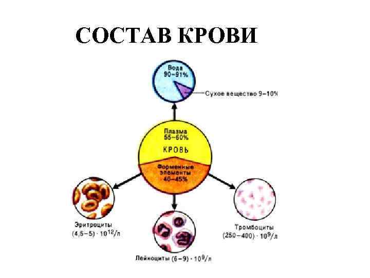 СОСТАВ КРОВИ 