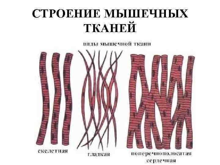 СТРОЕНИЕ МЫШЕЧНЫХ ТКАНЕЙ 