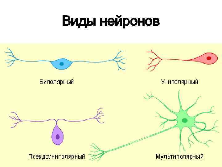 Виды нейронов 