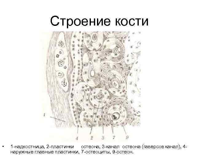 Строение кости • 1 -надкостница, 2 -пластинки остеона, 3 -канал остеона (гаверсов канал), 4