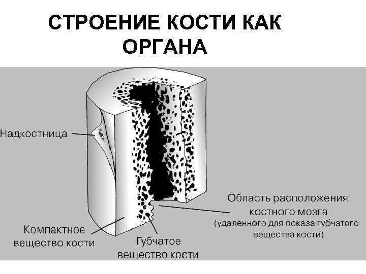 СТРОЕНИЕ КОСТИ КАК ОРГАНА 