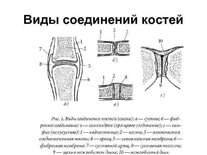 Виды соединений костей 