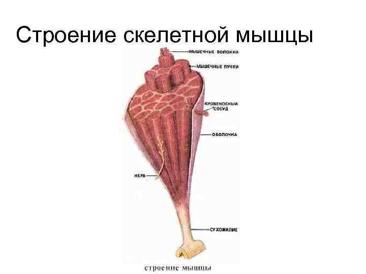 Строение скелетной. Строение скелетной мышцы 8 класс биология. Строение скелетной мускулатуры. Каково строение скелетной мышцы. Зарисовать строение скелетной мышцы.