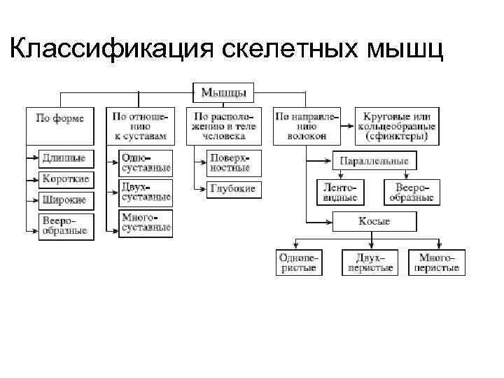 Направления мышц