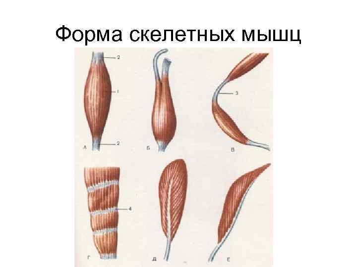 Форма скелетных мышц 