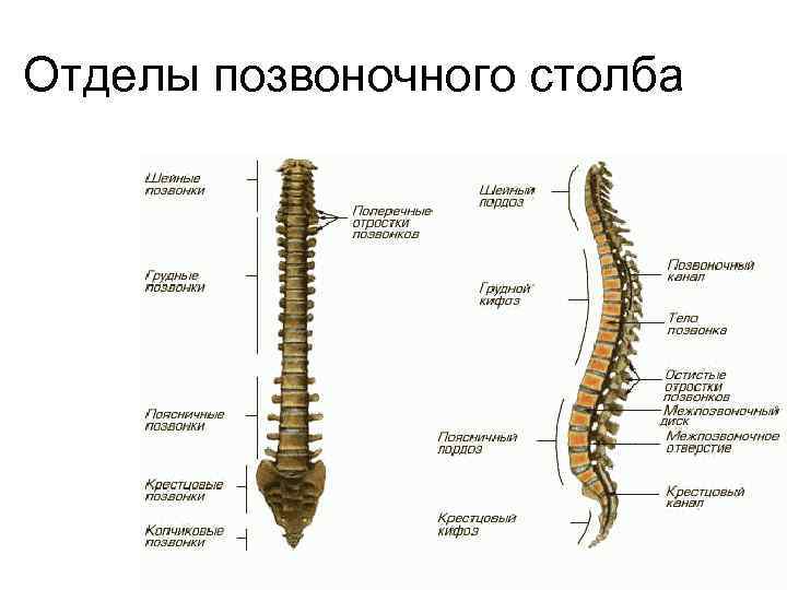 Отделы позвоночного столба 