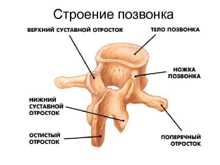 Строение позвонка 