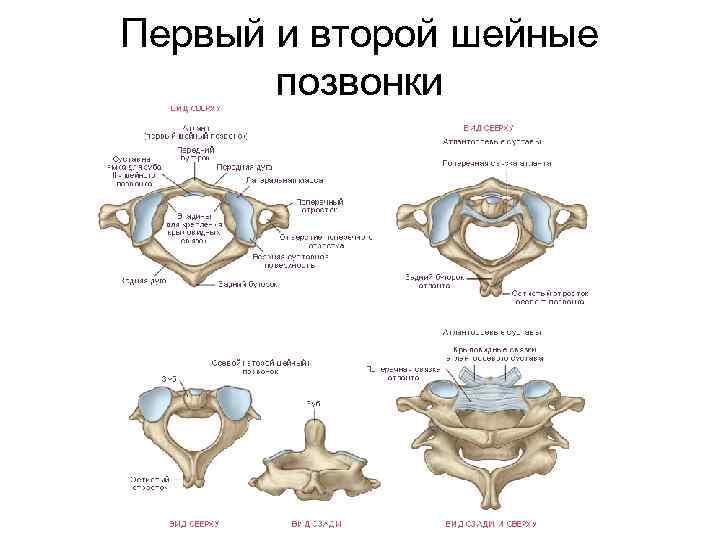 Первый и второй шейные позвонки 