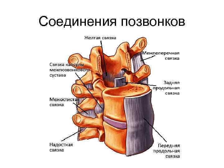 Соединения позвонков 