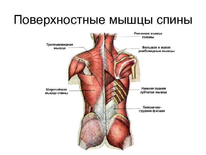 Поверхностные мышцы спины 