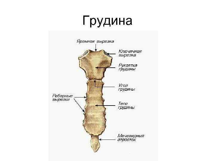 Грудина 