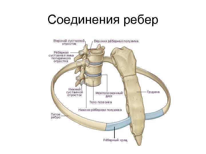 Соединения ребер 