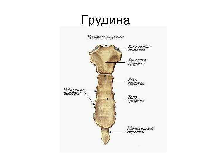 Грудина 