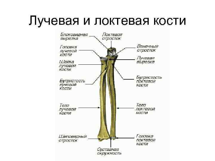 Лучевая и локтевая кости 