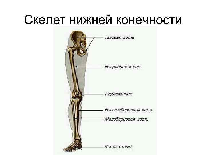 Скелет нижней конечности 