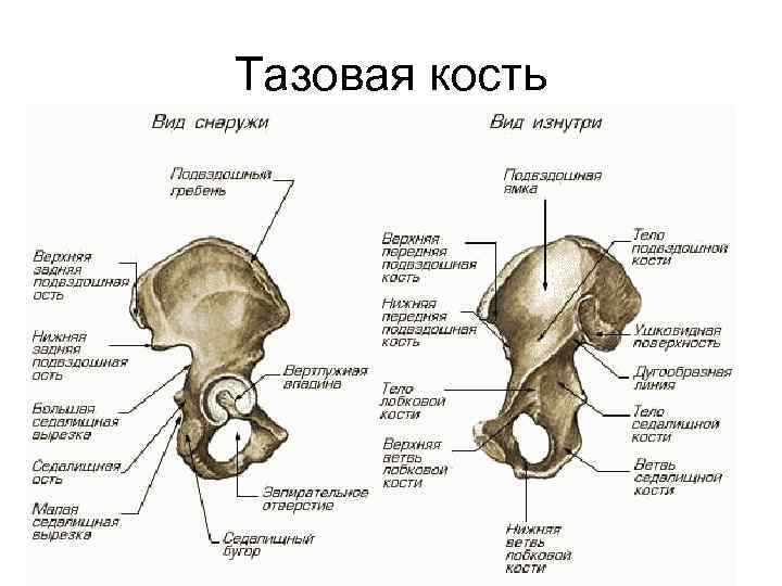 Тазовая кость 