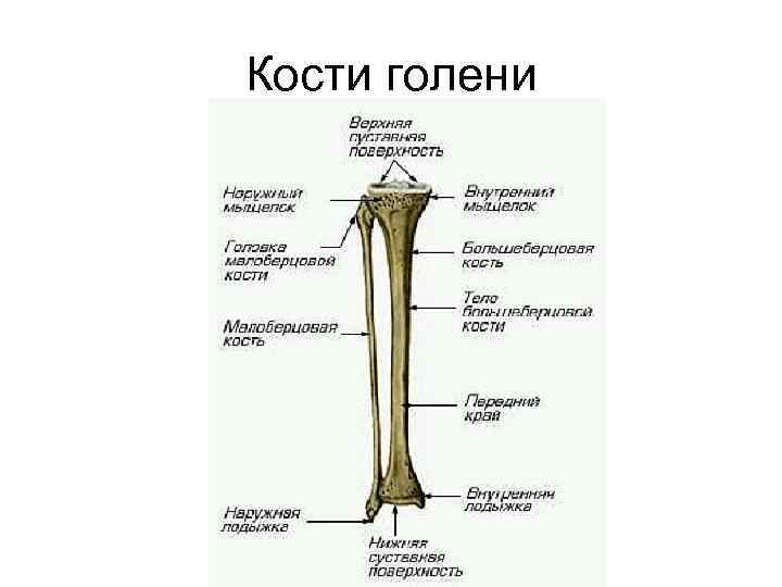 Кости голени 