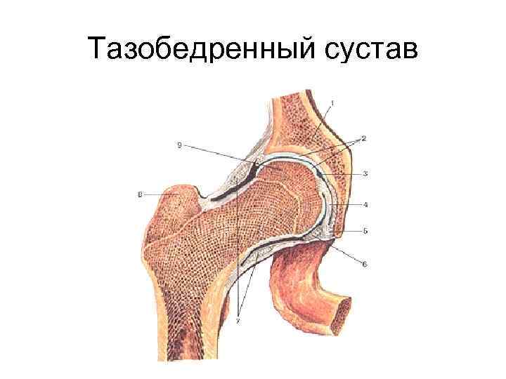 Тазобедренный сустав 