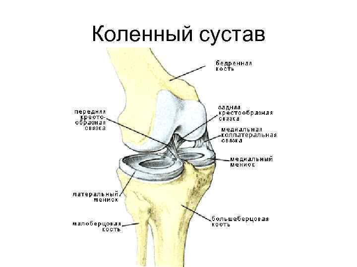 Коленный сустав 