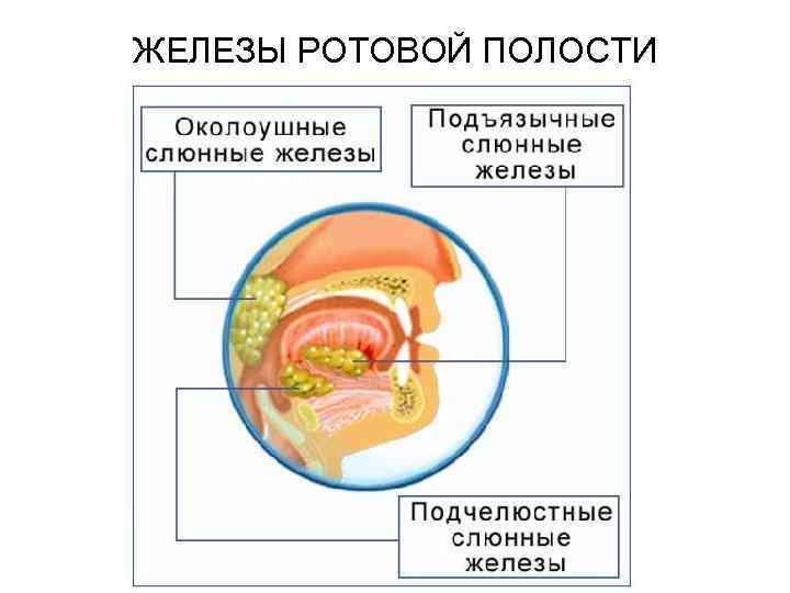 ЖЕЛЕЗЫ РОТОВОЙ ПОЛОСТИ 