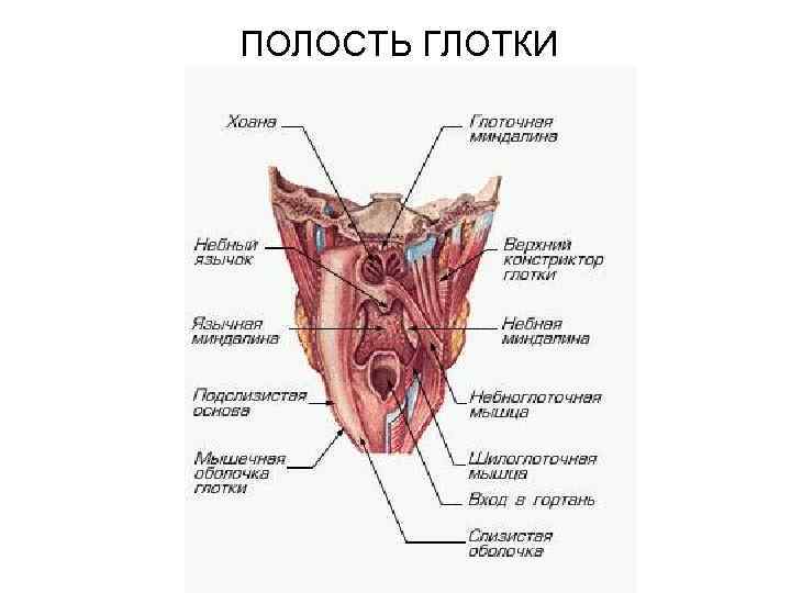 Задняя стенка глотки латынь