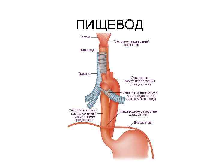 ПИЩЕВОД 