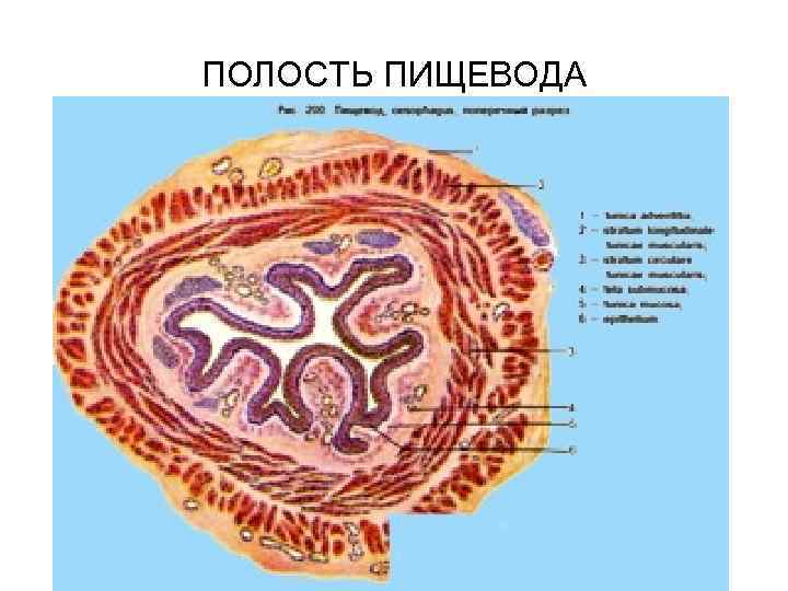 Показать на картинке внутренности человека