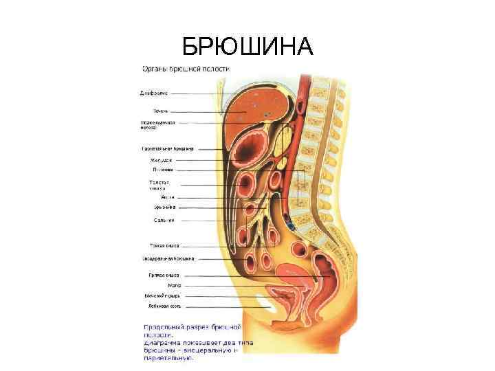 Расположена внутри