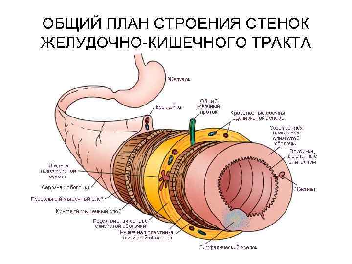 ОБЩИЙ ПЛАН СТРОЕНИЯ СТЕНОК ЖЕЛУДОЧНО-КИШЕЧНОГО ТРАКТА 