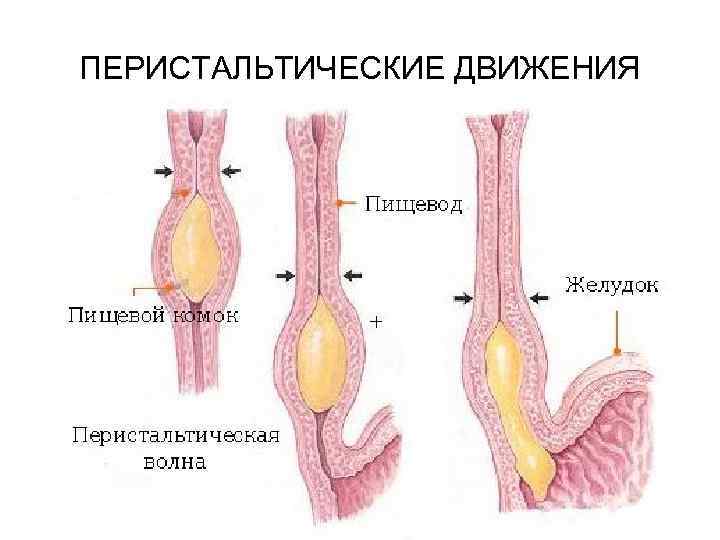 ПЕРИСТАЛЬТИЧЕСКИЕ ДВИЖЕНИЯ 