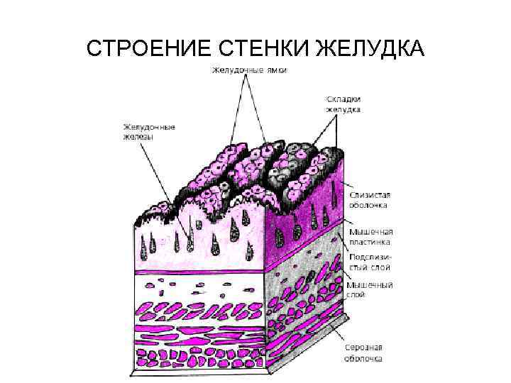 СТРОЕНИЕ СТЕНКИ ЖЕЛУДКА 