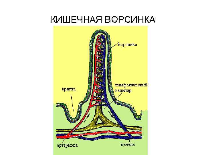 Какая структура ворсинки кишечника обозначена на рисунке цифрой 1