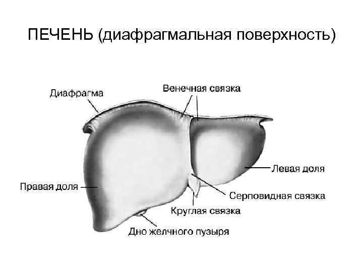 ПЕЧЕНЬ (диафрагмальная поверхность) 