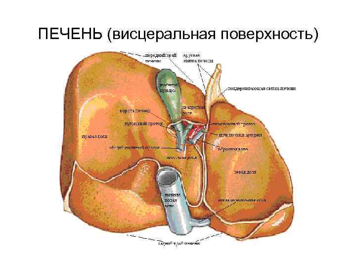 Вороты печени