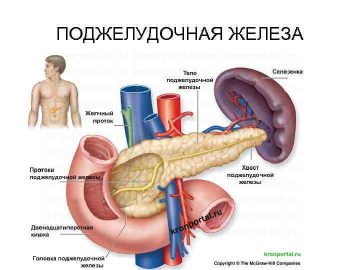 ПОДЖЕЛУДОЧНАЯ ЖЕЛЕЗА 