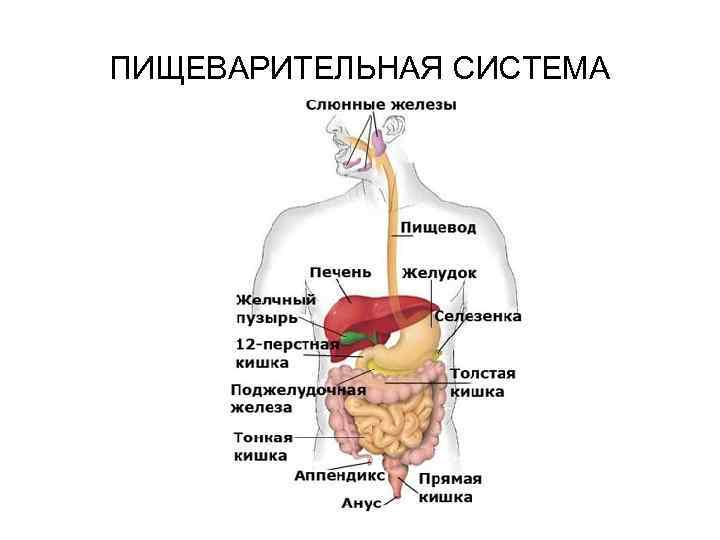 Внутренности человека фото настоящие