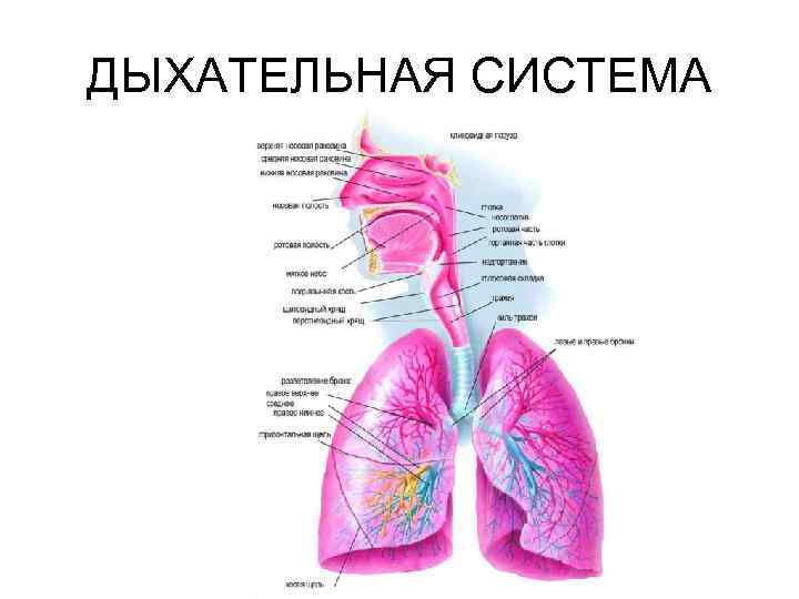 ДЫХАТЕЛЬНАЯ СИСТЕМА 