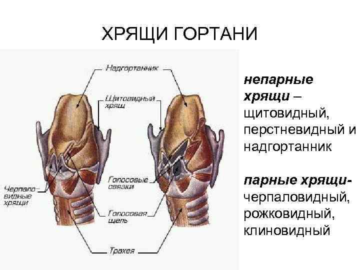 Надгортанник человека фото