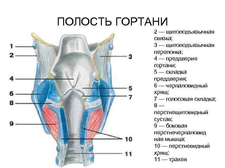 Вены общий план строения