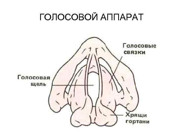 ГОЛОСОВОЙ АППАРАТ 