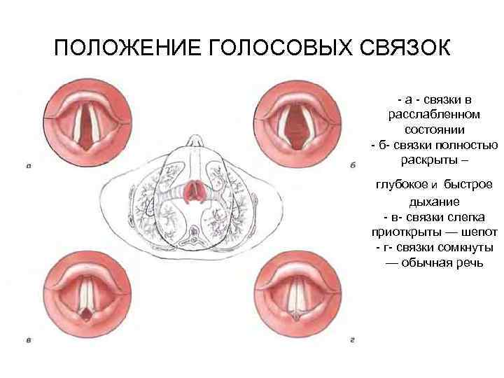 На рисунке изображены различные положения голосовых связок. Положение голосовых связок. Голосовые связки у человека. Ложные голосовые связки.