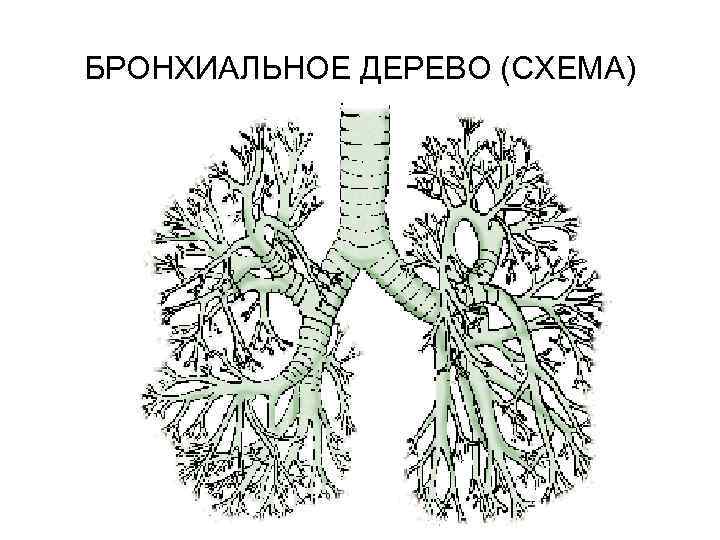 Бронхиальное дерево схема