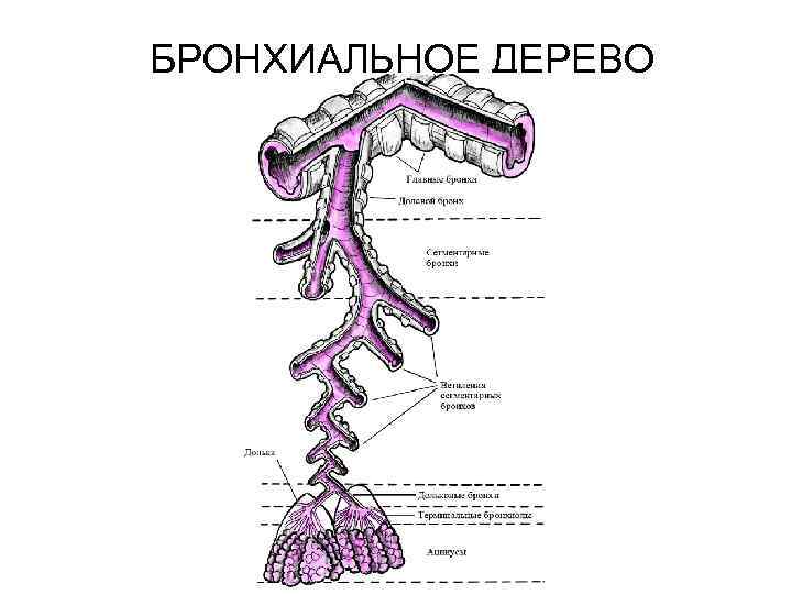 БРОНХИАЛЬНОЕ ДЕРЕВО 