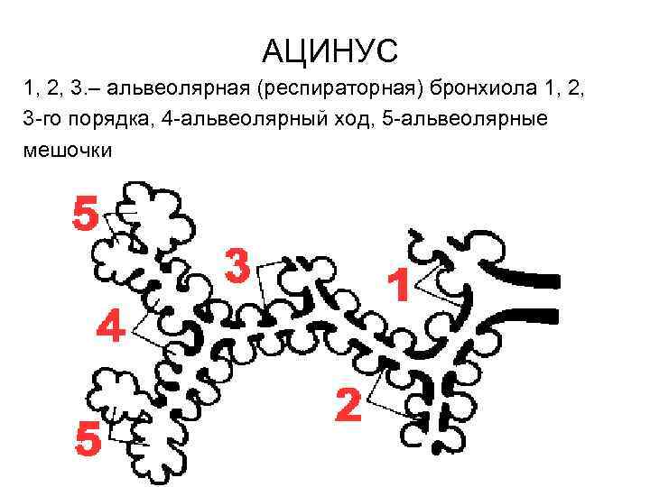 Строение альвеол рисунок