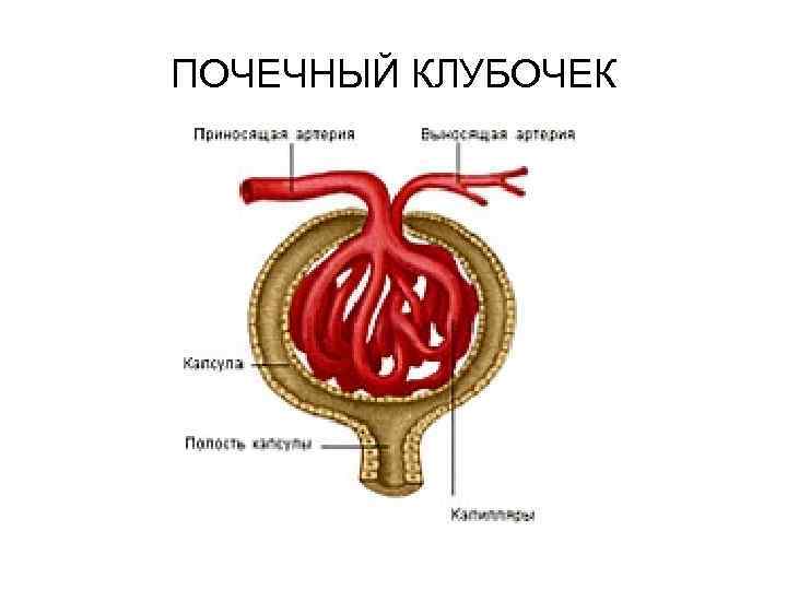 Почечный клубочек. Строение почки клубочки канальцы. Строение клубочкового аппарата почки. Строение клубочка почки. Строение почечного клубочка.