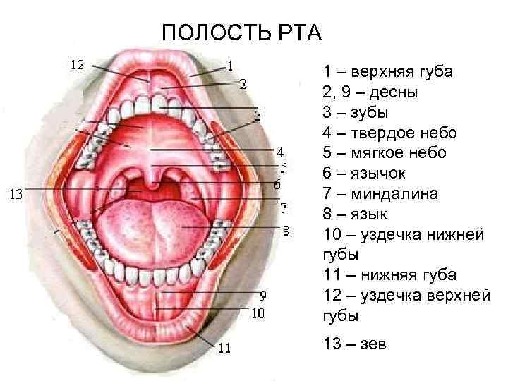 ПОЛОСТЬ РТА 1 – верхняя губа 2, 9 – десны 3 – зубы 4