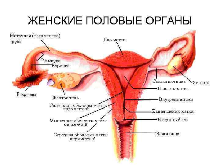 Название органов женской половой системы. Строение женских.половых органов внутренних наружных. Внешнее строение половой системы женщины. Анатомия наружных женских органов гинекология. Яичник маточная труба и матка.