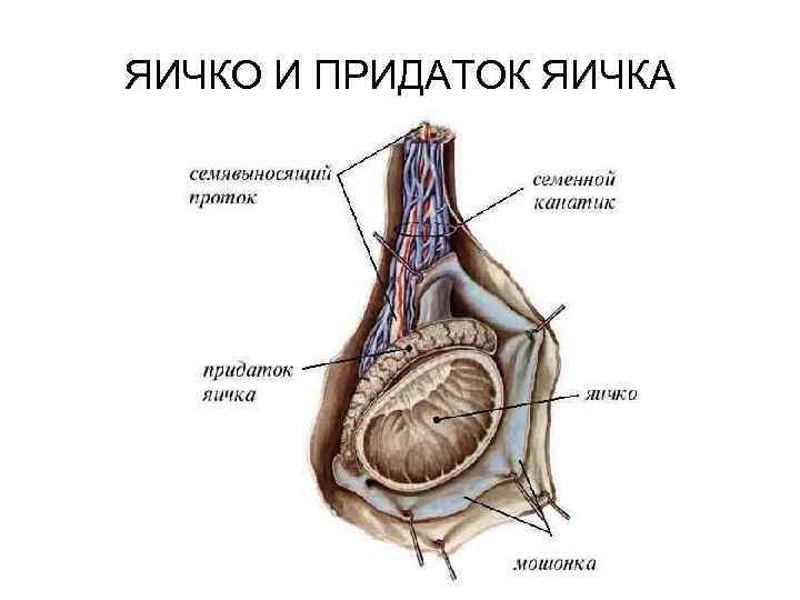 Привески яичек. Придаток яичка у мужчин анатомия. Строение яичка семенной канатик. Семенной канатик гистология. Придаток яичка анатомия строение.