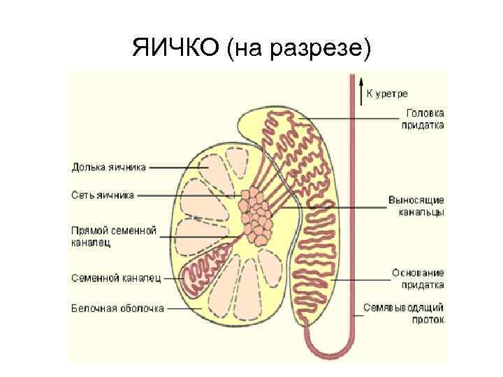 ЯИЧКО (на разрезе) 