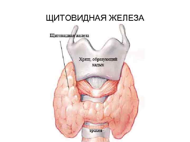 Перешеек щитовидной железы. Кальцемин щитовидной железы. Строение щитовидной железы рисунок. Стома в щитовидной железе.